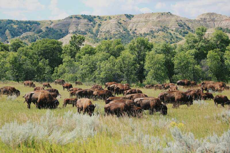 Theodore Roosevelt National Park