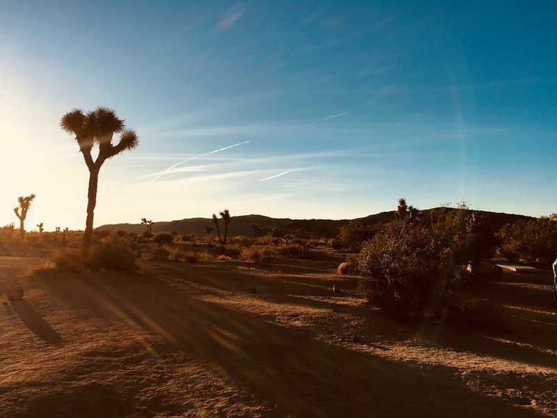 Joshua trees